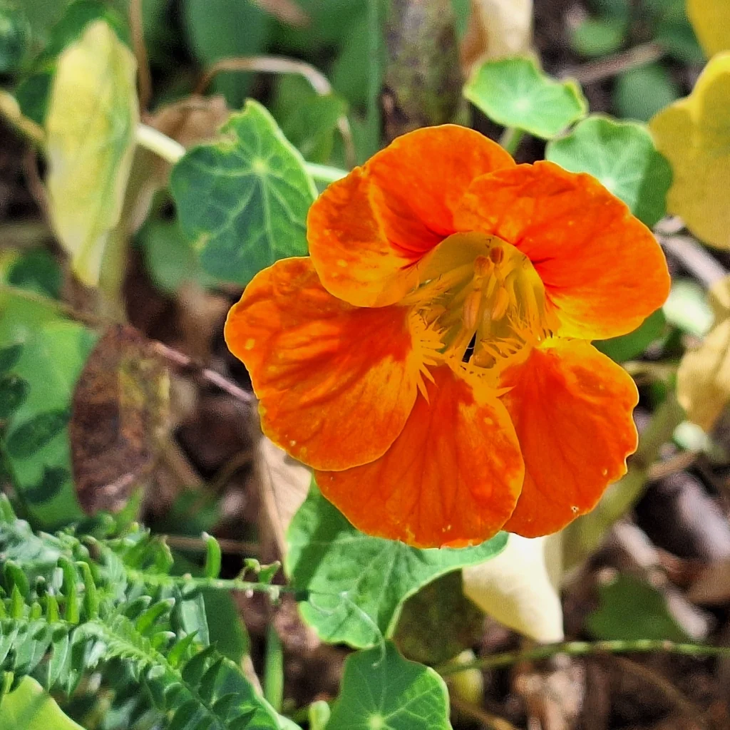 Tropaeolum Majus