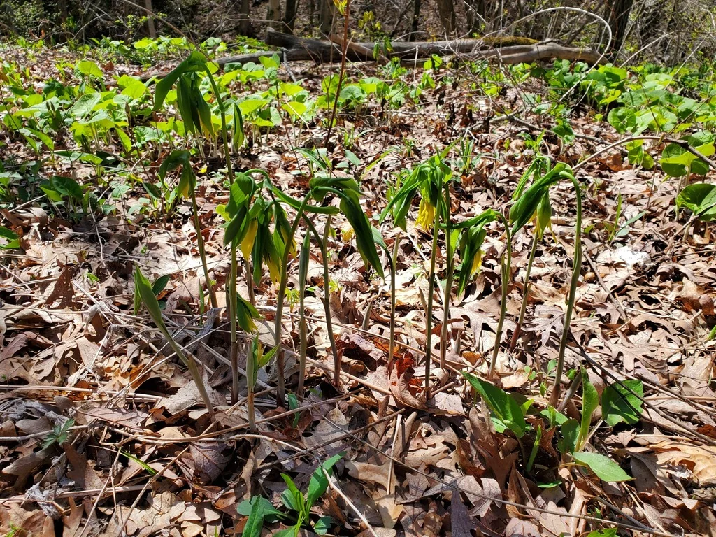 Uvularia grandiflora