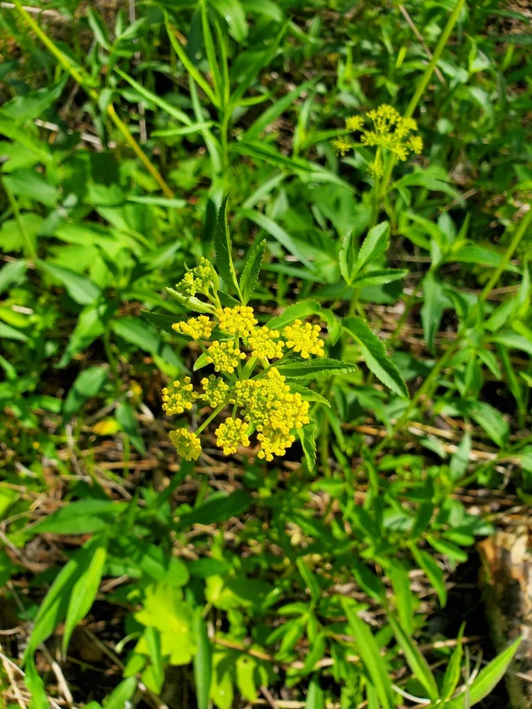 Zizia Aurea