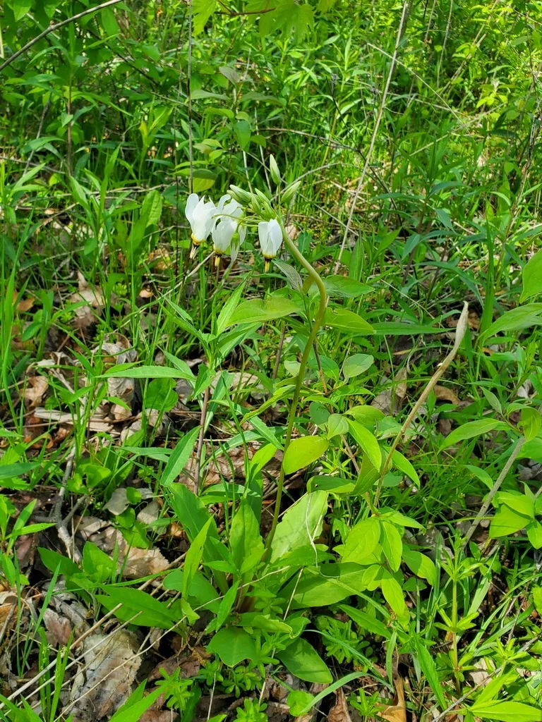 Dodecatheon Meadia
