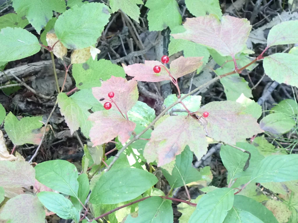 Viburnum Edule