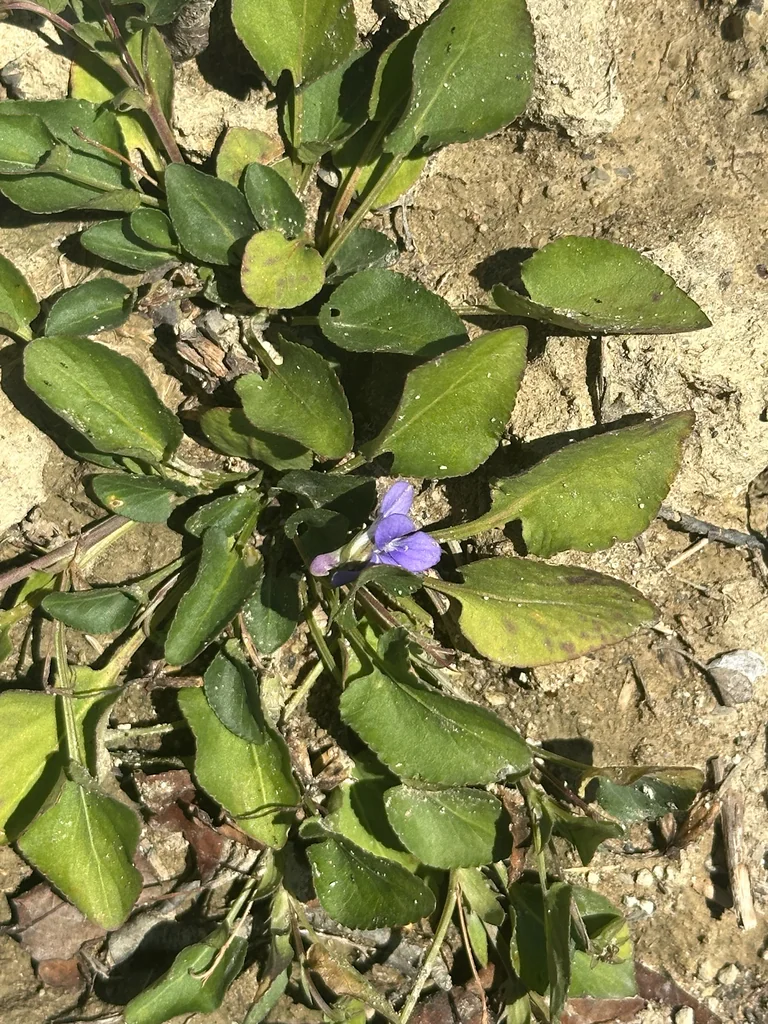 Viola Adunca