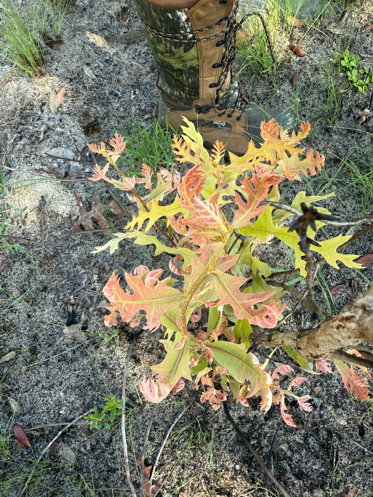 Quercus Marilandica
