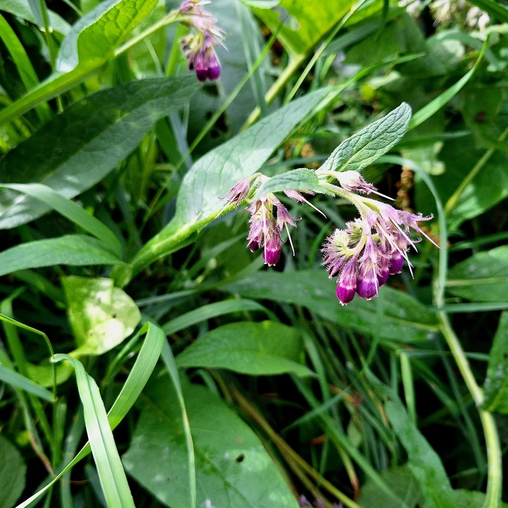 Symphytum Officinale