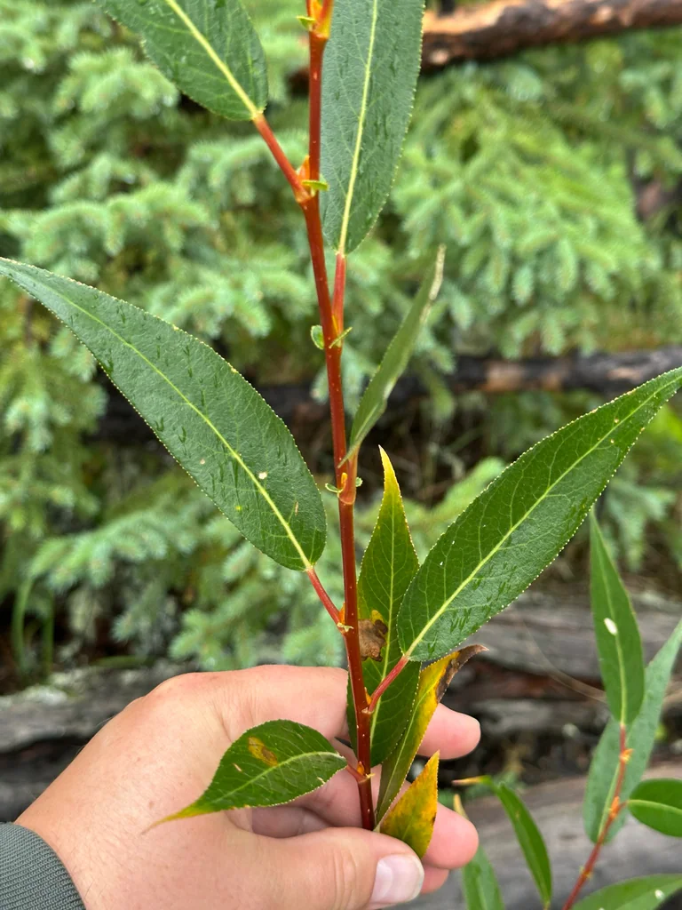 Salix Lucida Ssp. Lasiandra