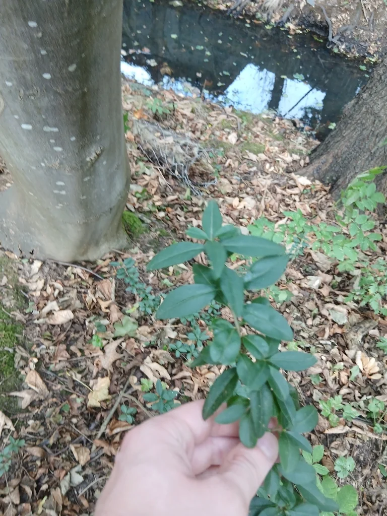 Ligustrum Vulgare