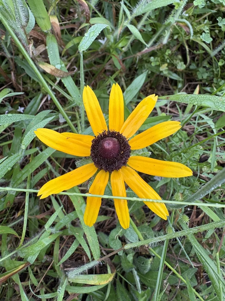 Rudbeckia Hirta