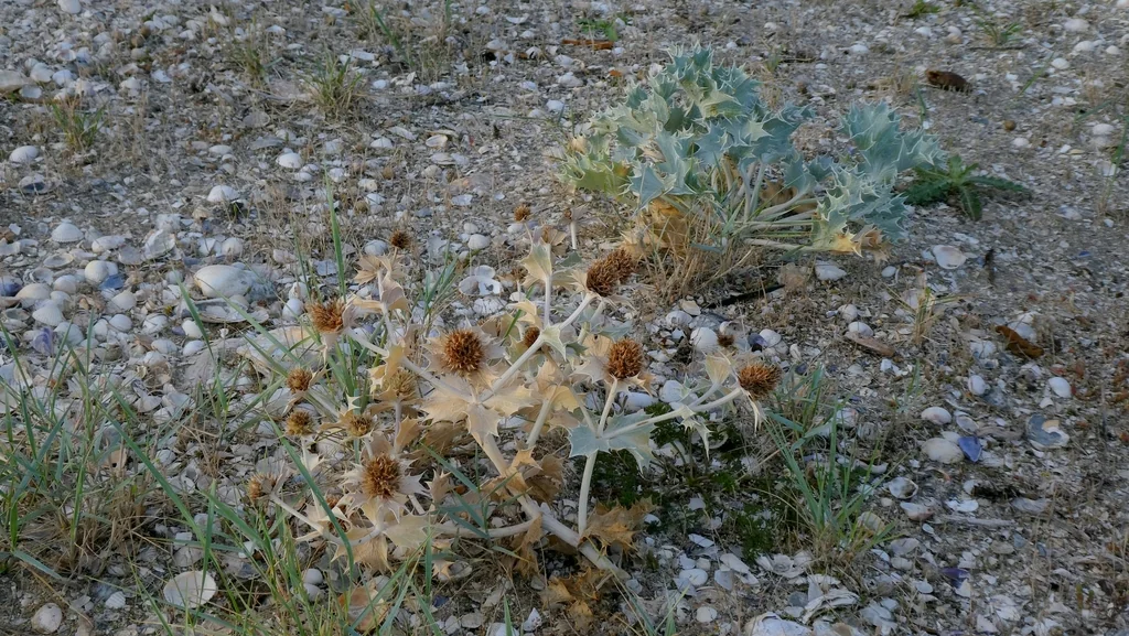 Eryngium Maritimum