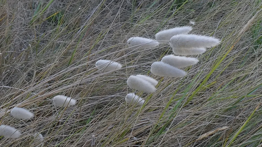 Lagurus Ovatus