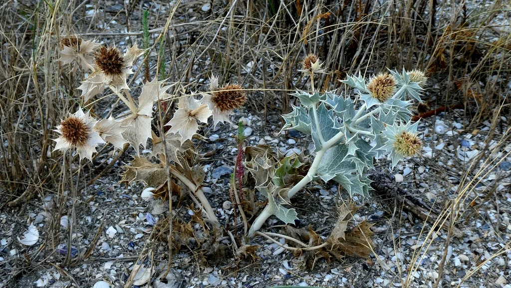 Eryngium Maritimum