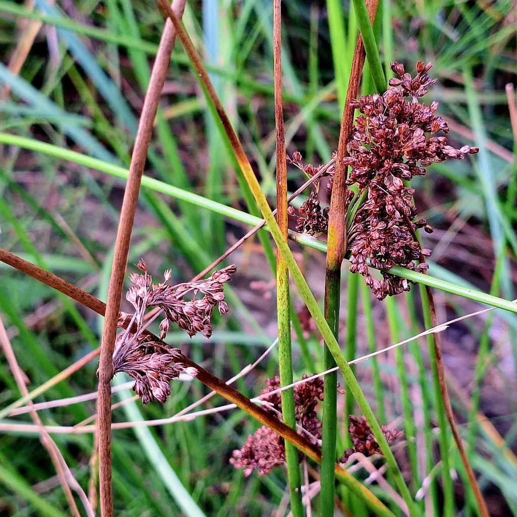 Juncus effusus