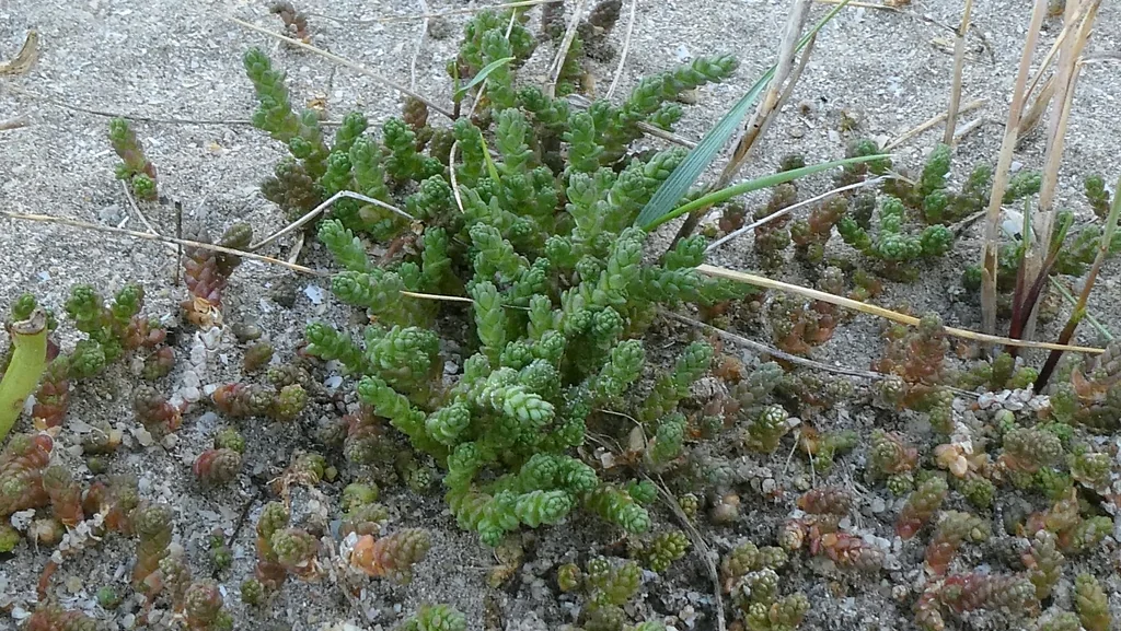 Sedum Acre