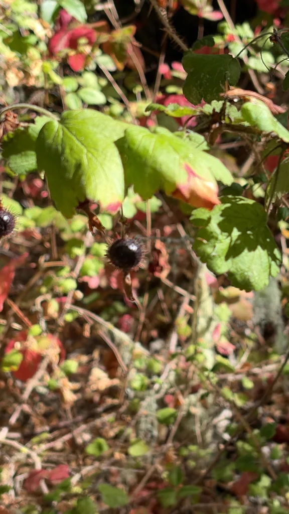 Ribes Menziesii