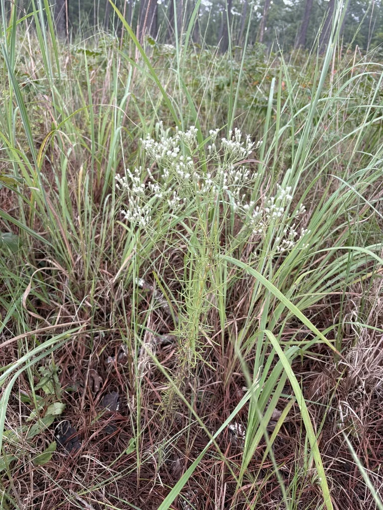 Eupatorium Hyssopifolium