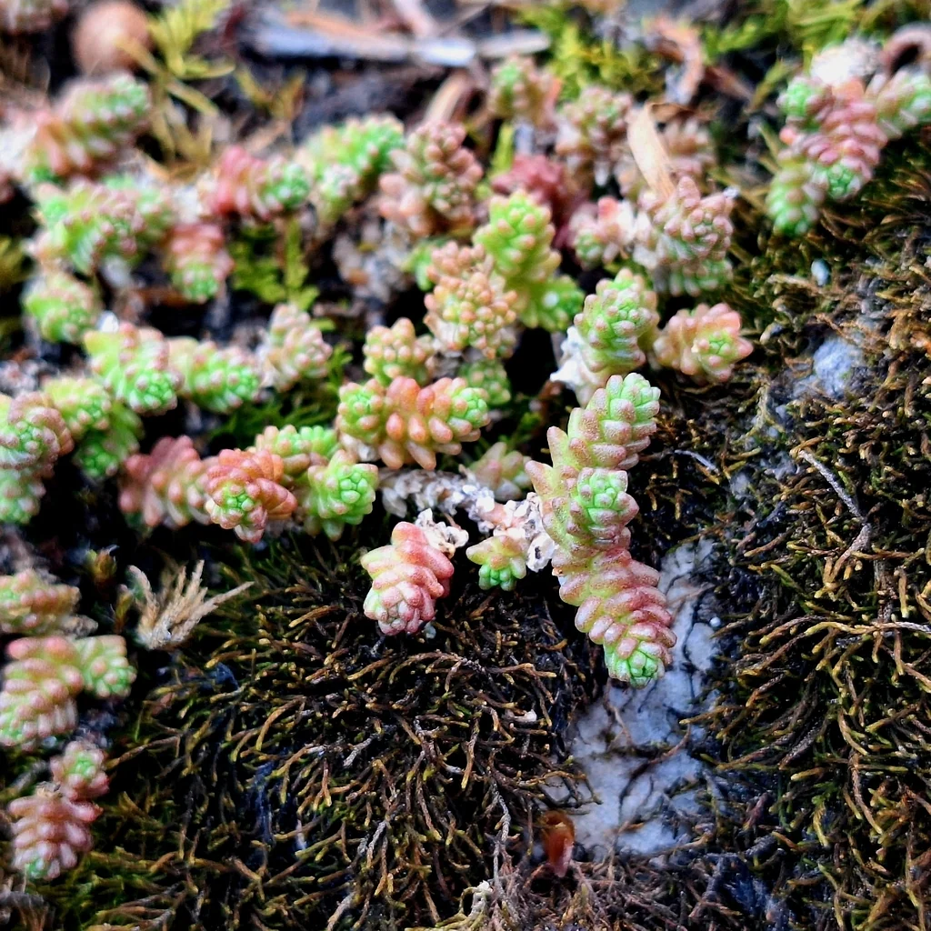 Sedum Acre