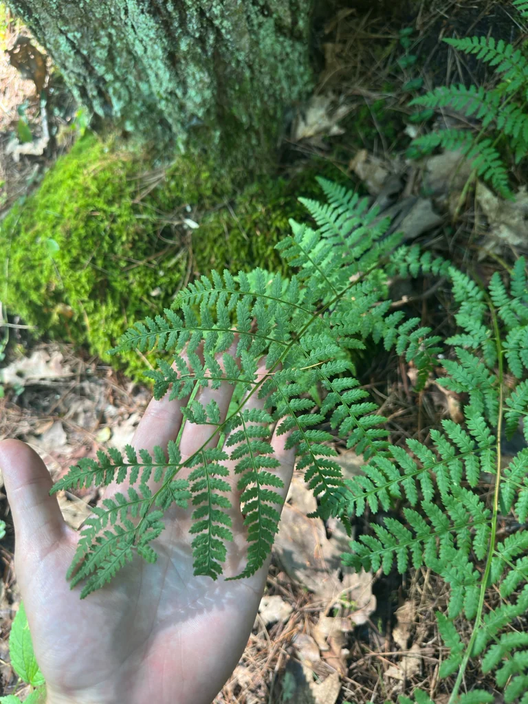 Dryopteris Intermedia