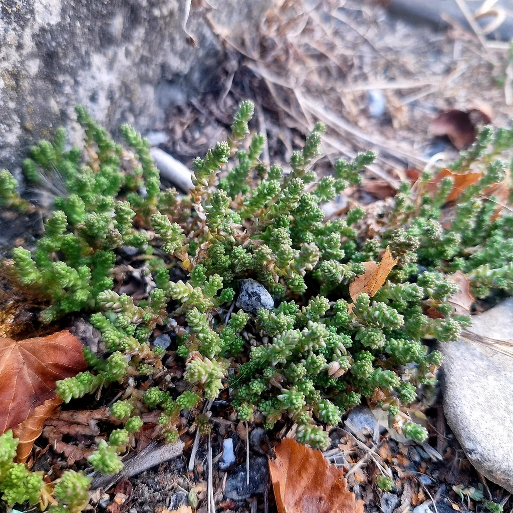 Sedum Acre
