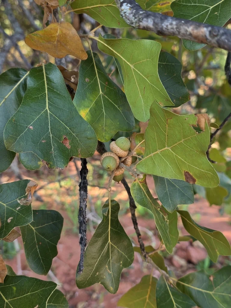 Quercus Marilandica