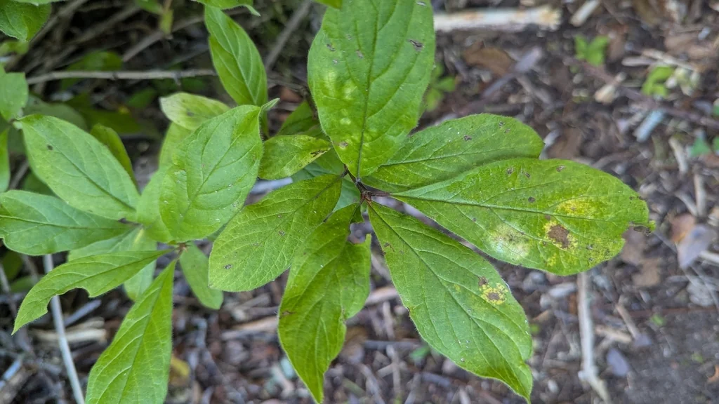 Lonicera Involucrata
