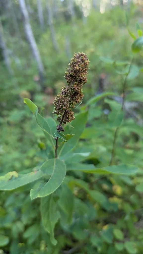 Spiraea Douglasii