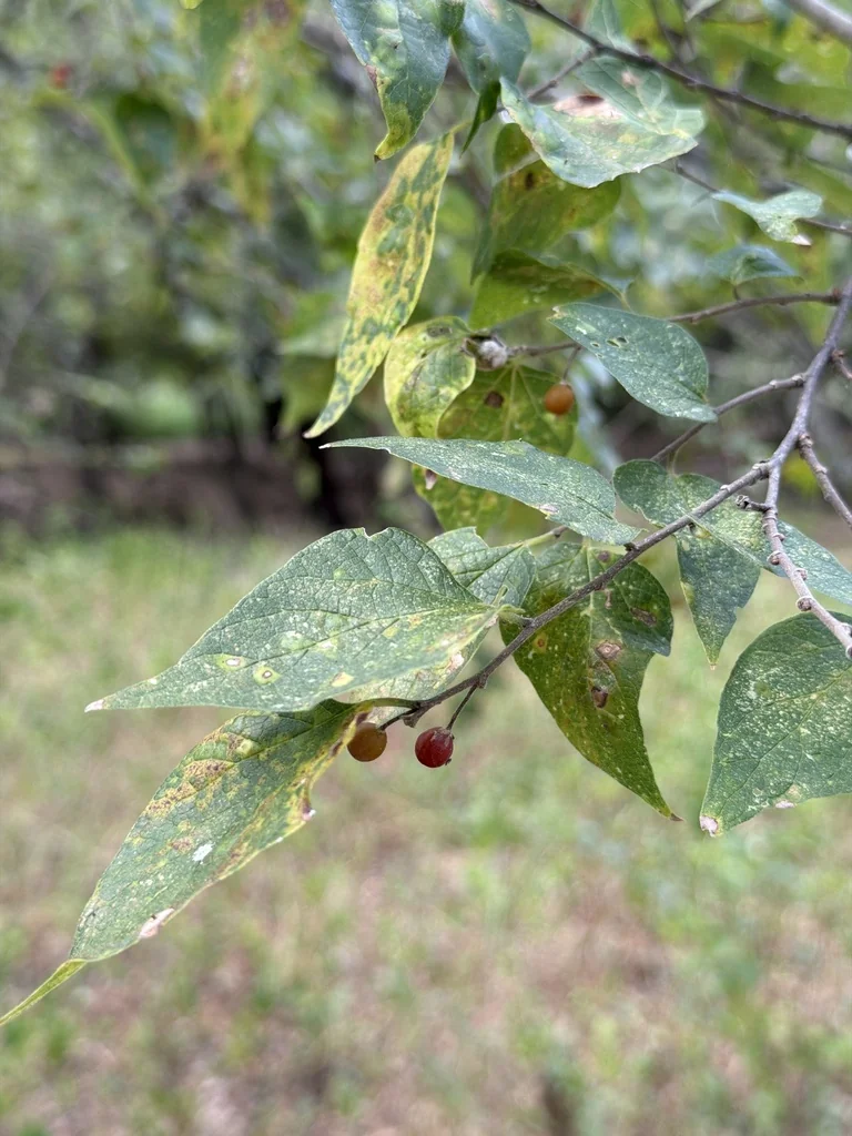 Celtis Laevigata