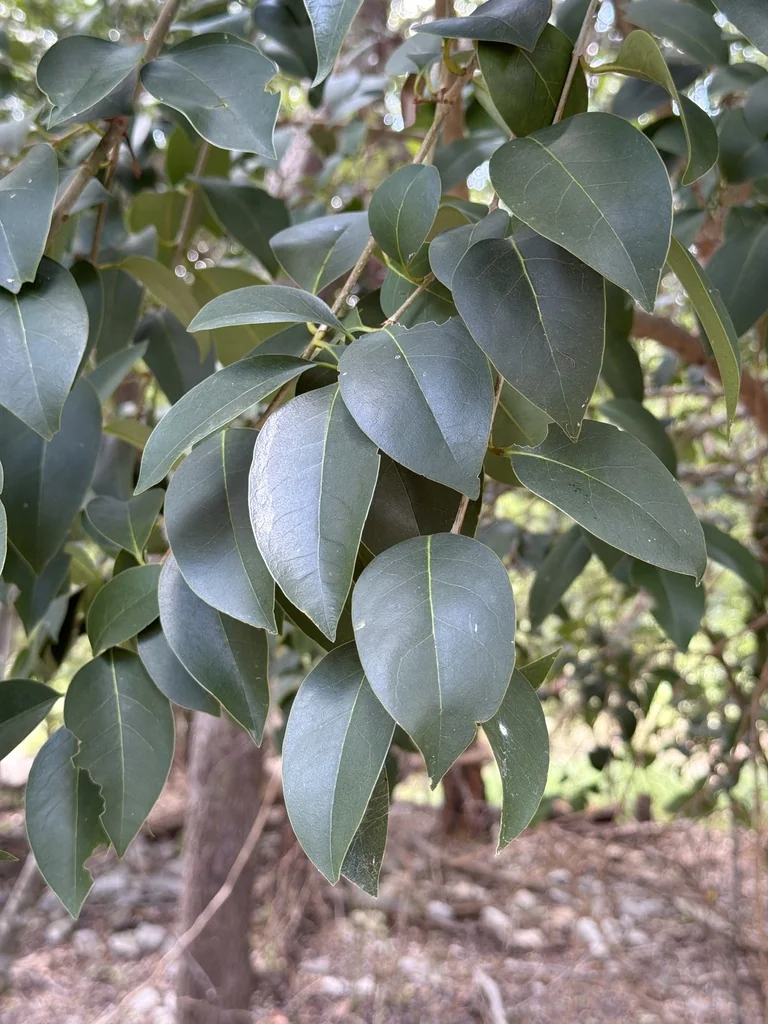Ligustrum Lucidum