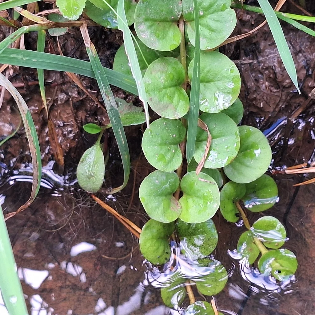 Lysimachia Nummularia