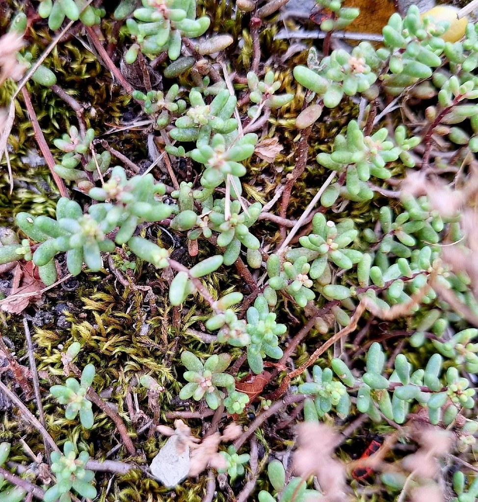 Sedum Album