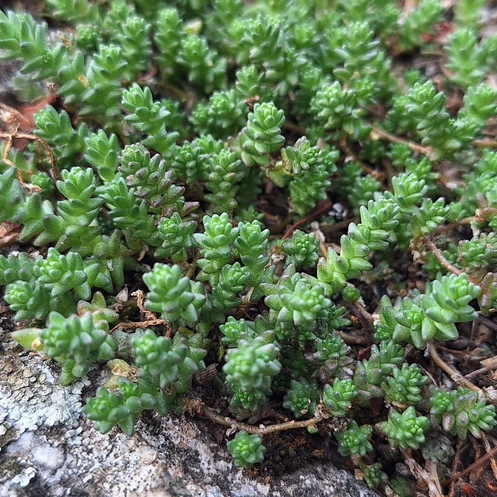 Sedum Acre