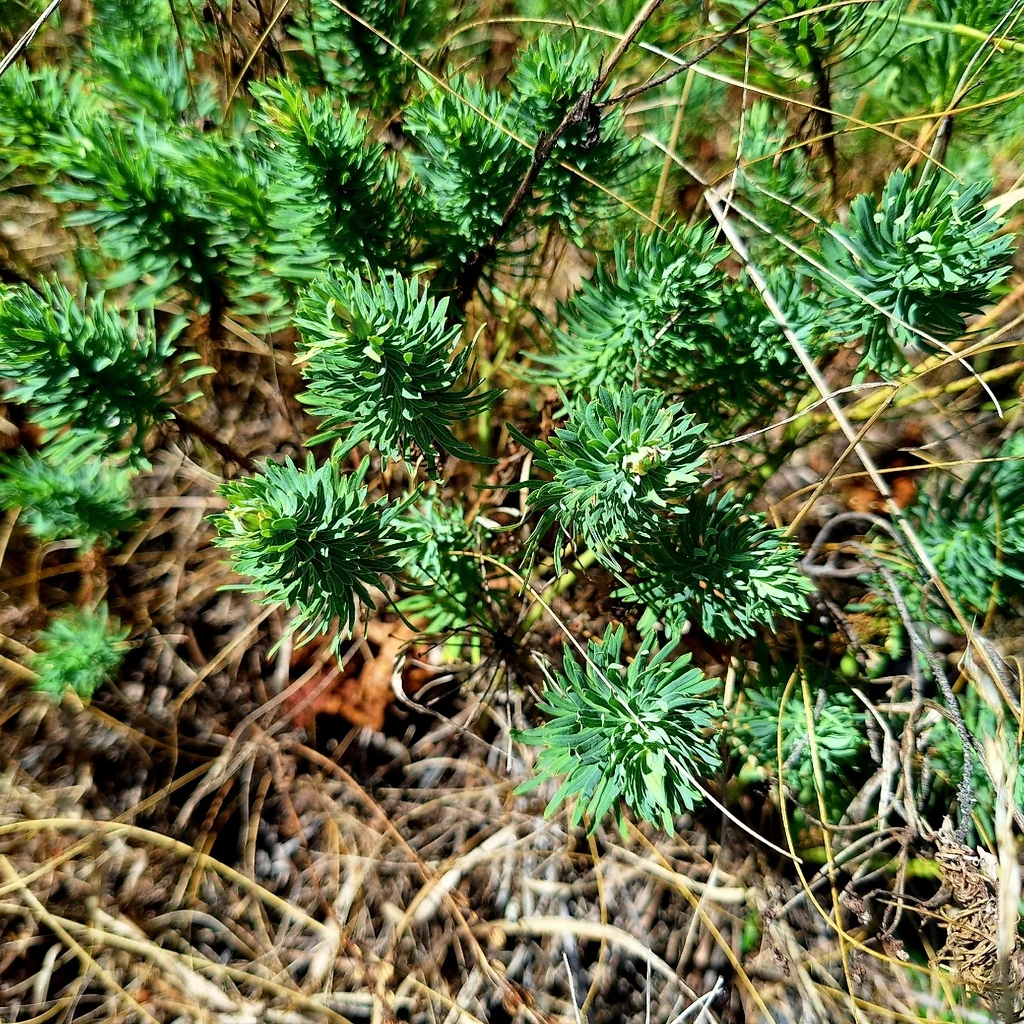 Euphorbia Cyparissias