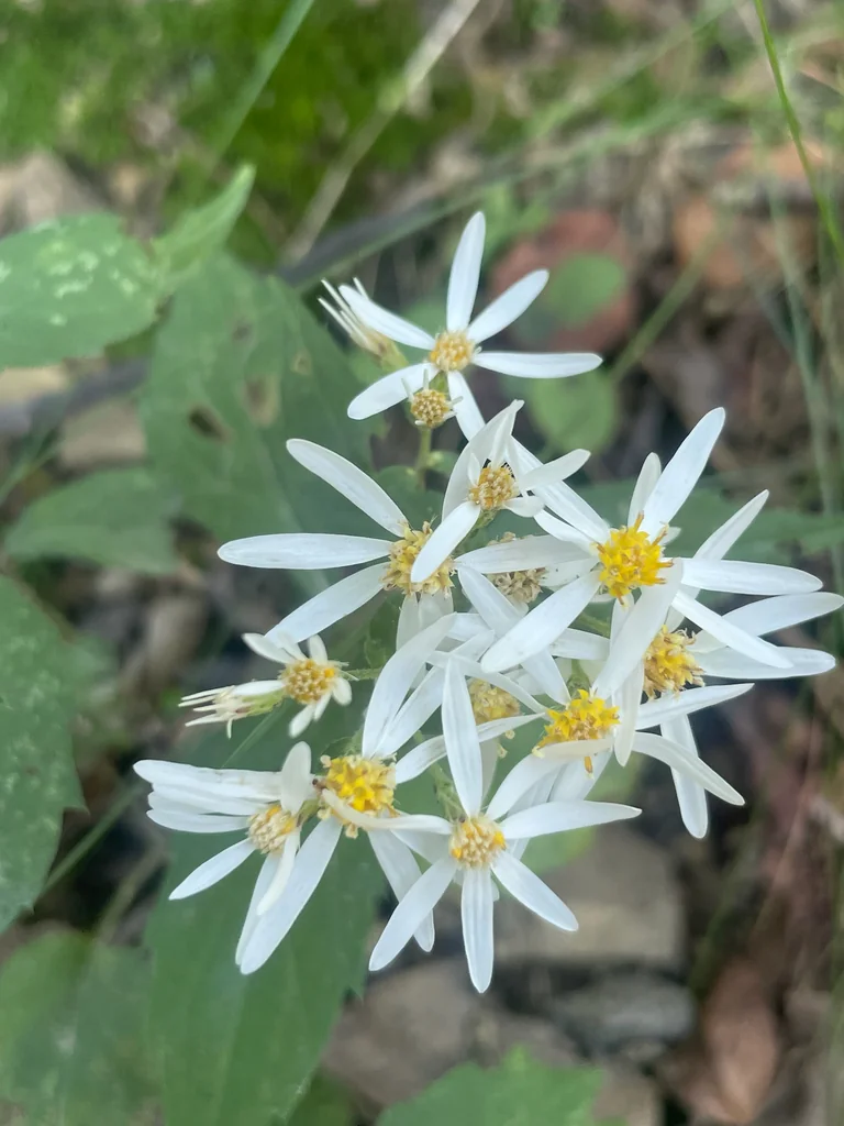 Eurybia divaricata