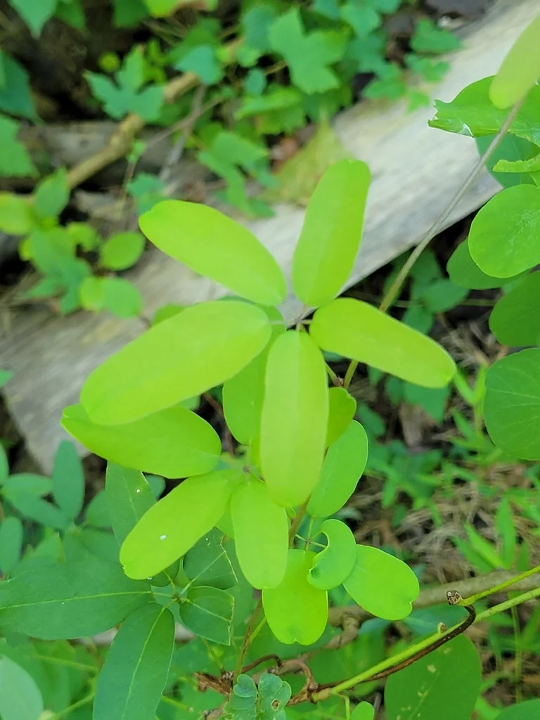 Akebia Quinata
