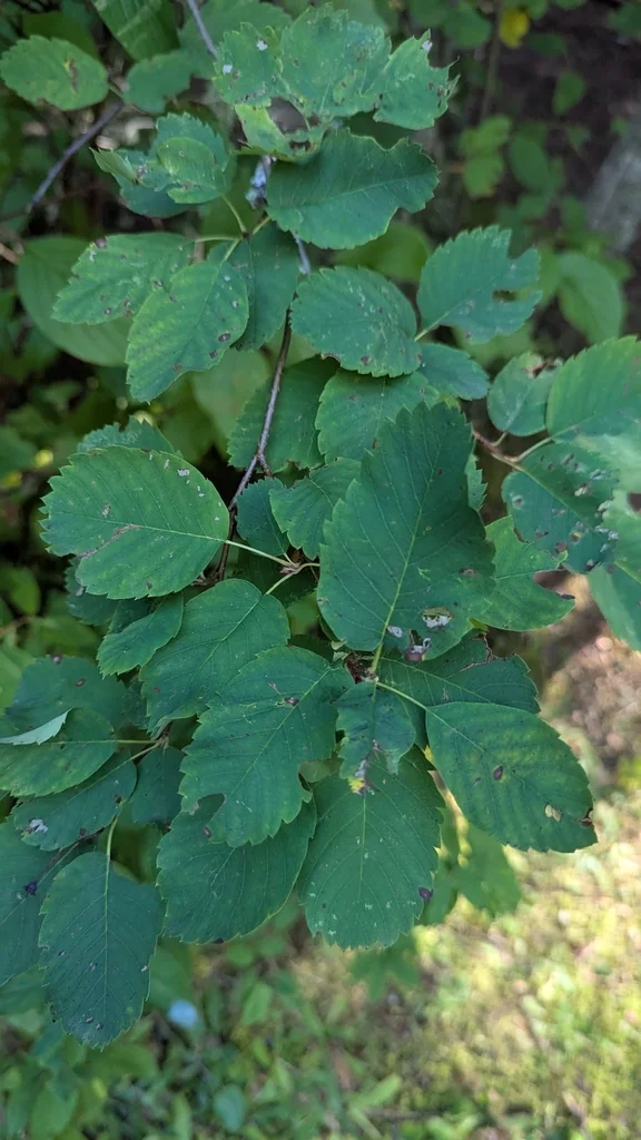 Amelanchier Alnifolia