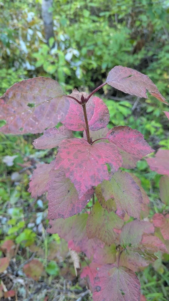 Viburnum Edule