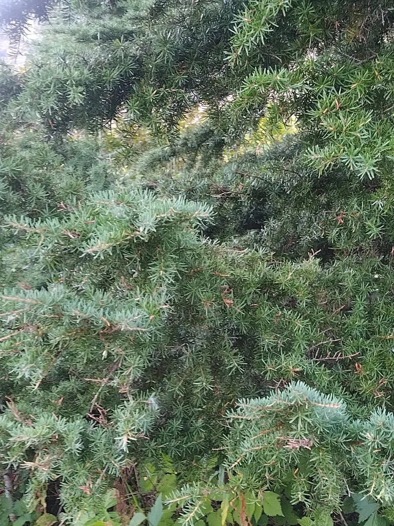 Tsuga Mertensiana