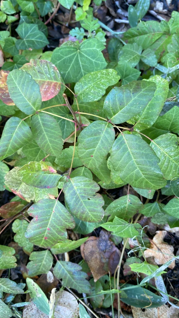 Toxicodendron Diversilobum