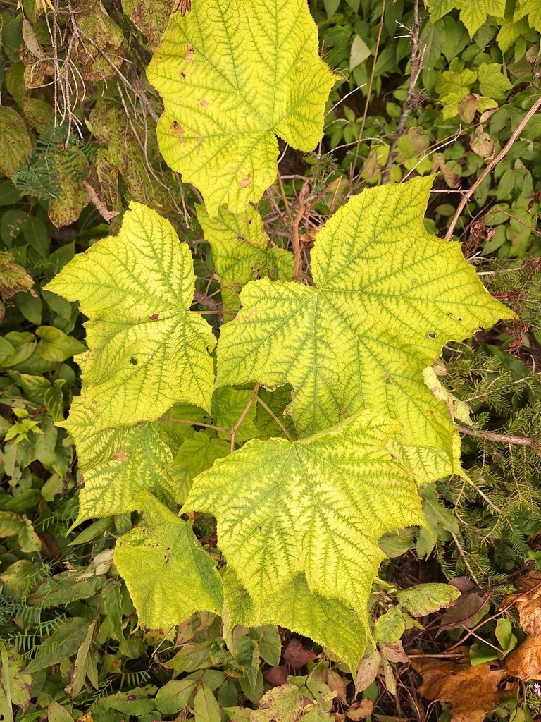 Rubus Odoratus