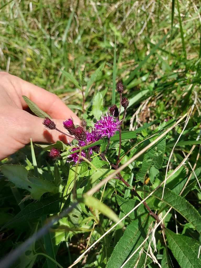 Vernonia Noveboracensis