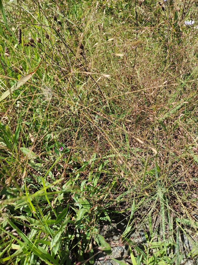 Eragrostis Spectabilis