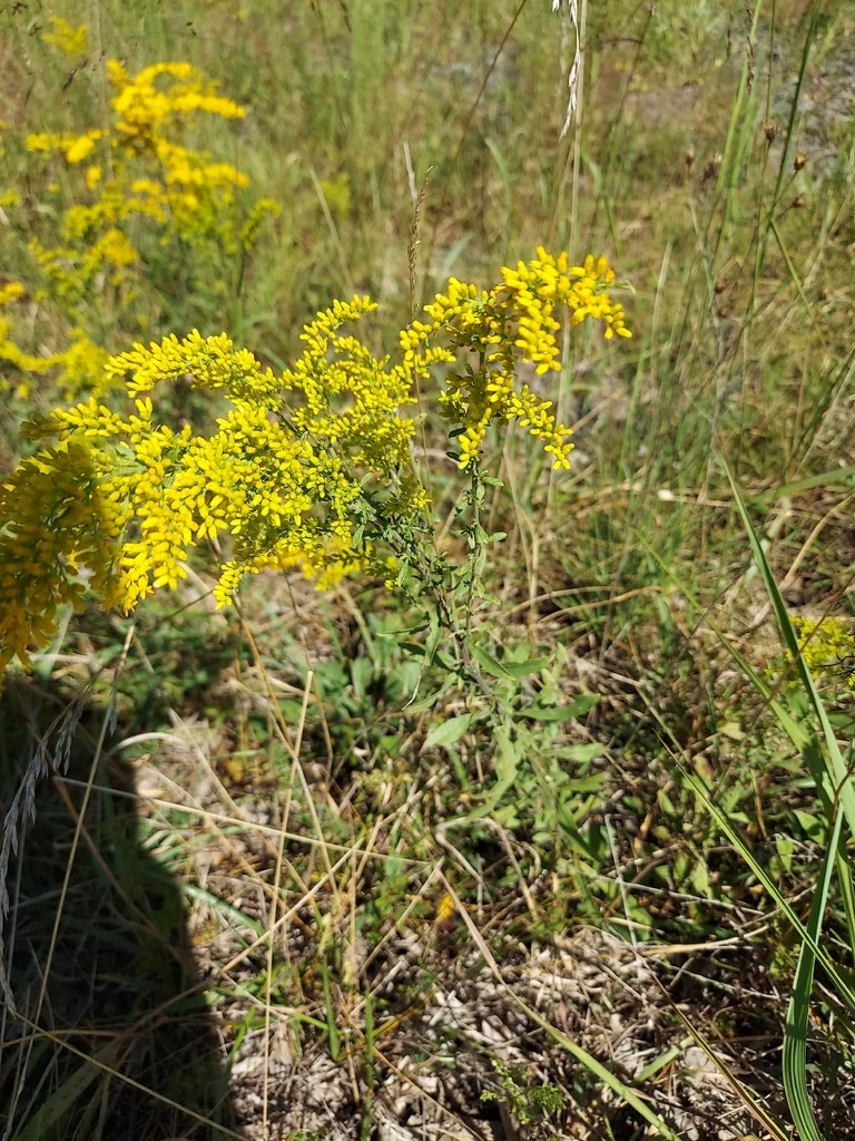 Solidago Nemoralis
