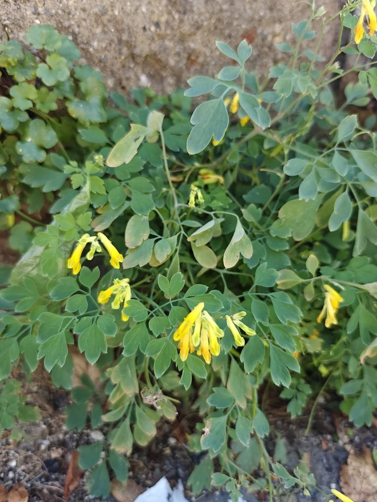 Corydalis Lutea