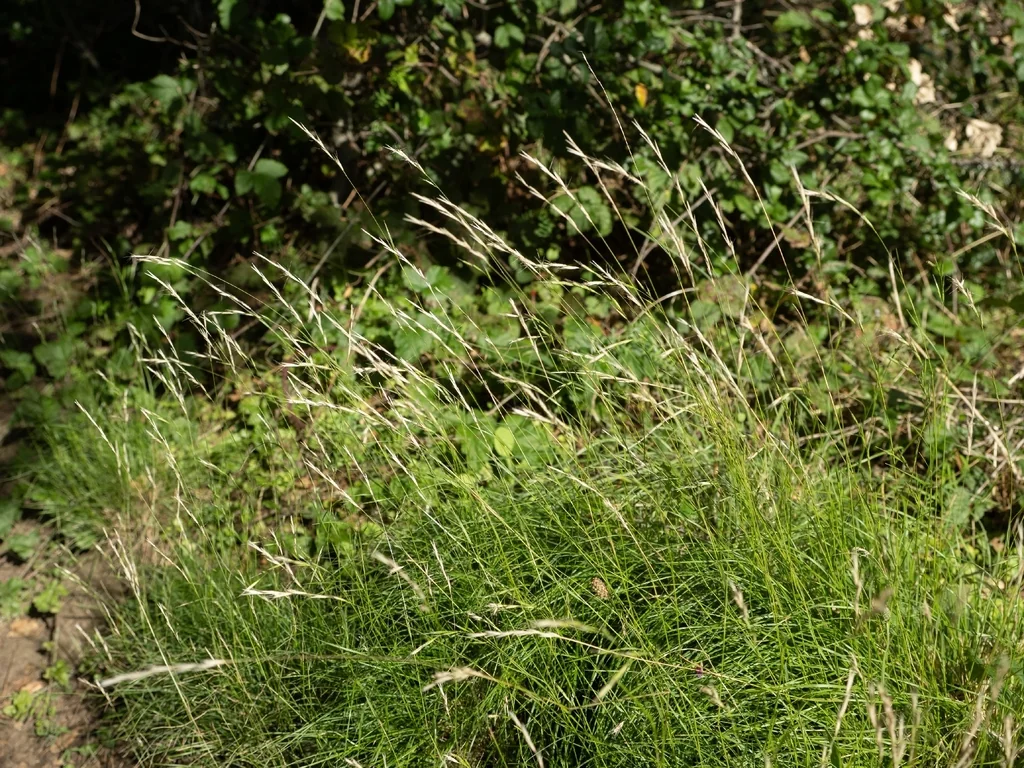 Deschampsia Elongata
