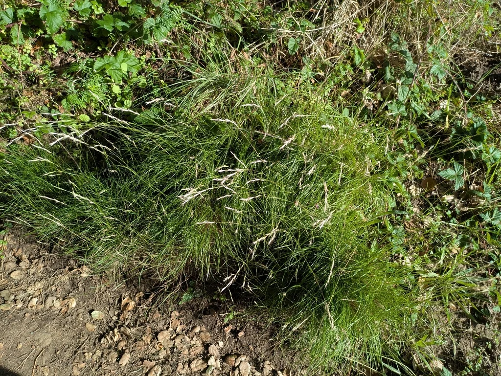 Deschampsia Elongata
