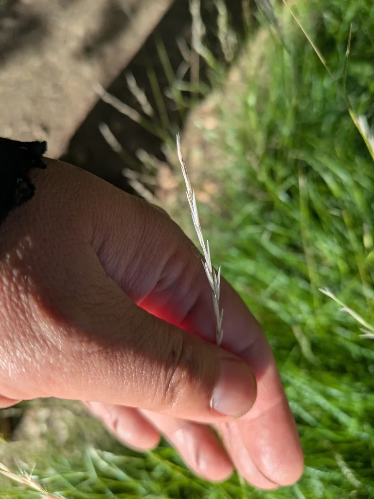 Deschampsia Elongata
