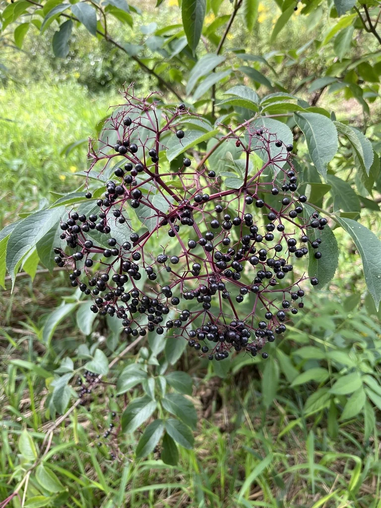 Sambucus Canadensis