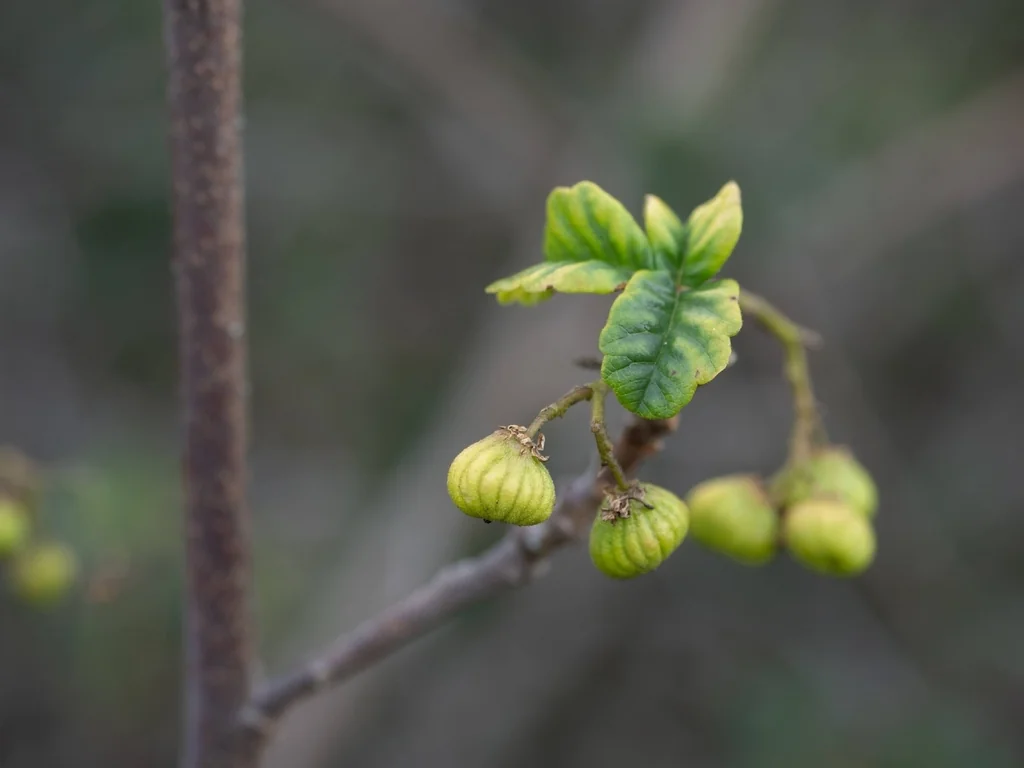 Toxicodendron Diversilobum