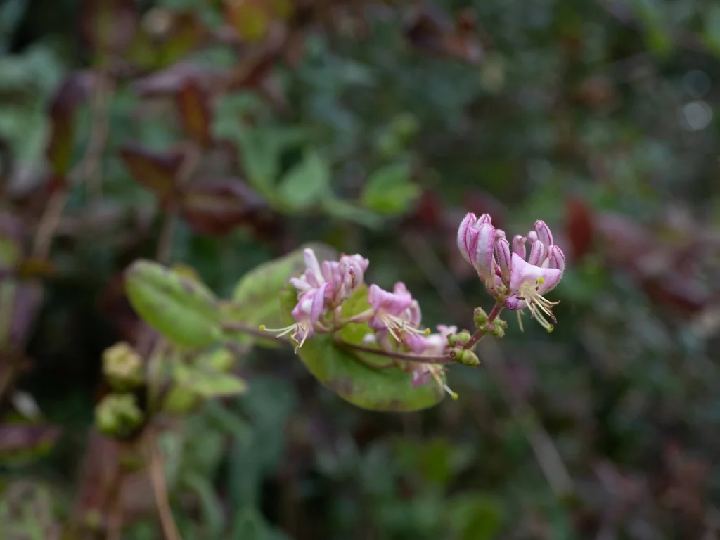 Lonicera Hispidula