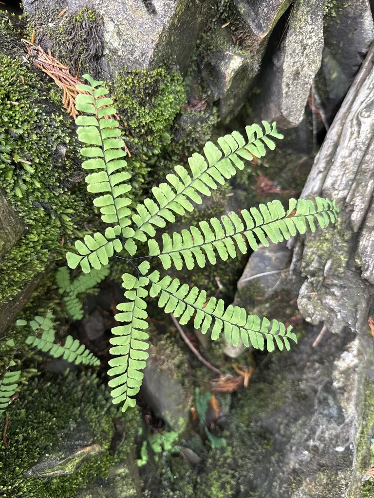Adiantum Aleuticum