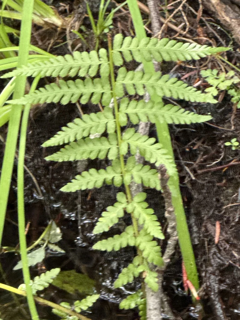 Athyrium filix-femina