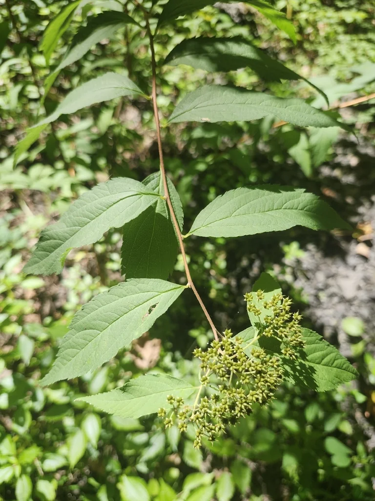 Spiraea japonica